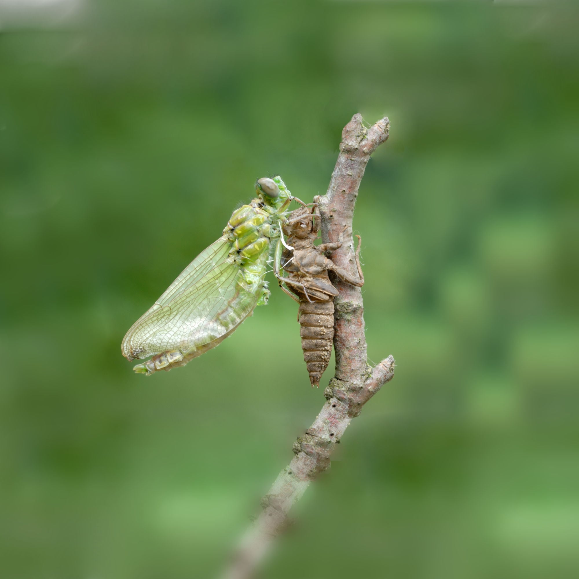 VerWandlung einer Libelle